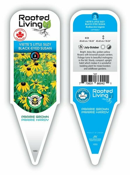 Rudbeckia fulgida - 'Viette's Little Suzy' Black-Eyed Susan 11 cm Prem