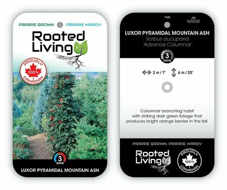 Sorbus aucuparia - 'Luxor' Pyramidal Mountain Ash 20 gal - image 2