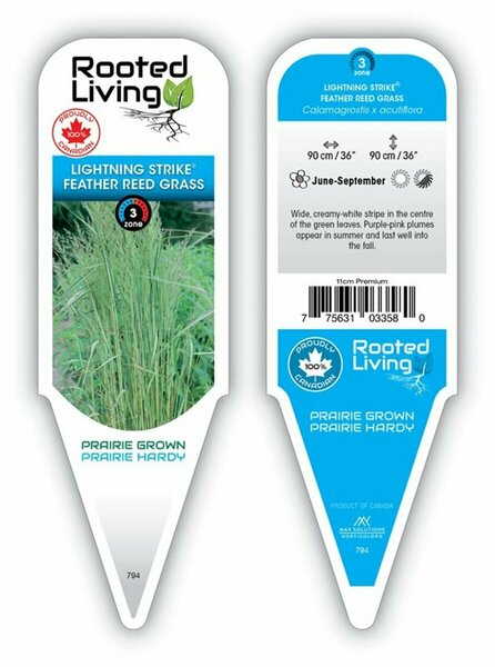 Calamagrostis x acu. - 'Lightning Strike'™ Feather Reed Grass 11 cm Prem - image 2