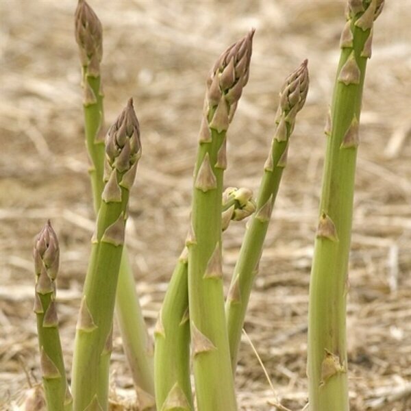 Asparagus 'Millenium' 11 cm Prem