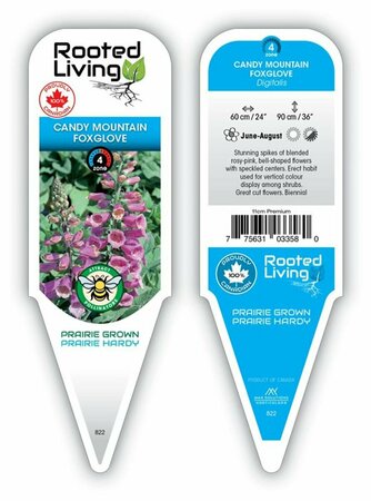 Digitalis purpurea - 'Candy Mountain' Foxglove 11 cm Prem