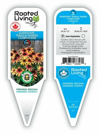 Echinacea - Sunseekers® Tequila Sunrise Coneflower 11 cm Prem
