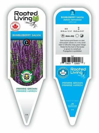 Salvia - 'Bumbleberry' [Fuschia-Pink] 1 gal