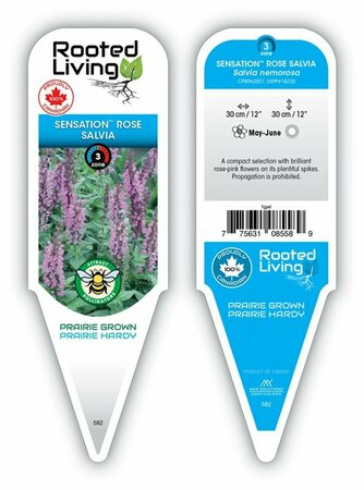 Salvia - 'Sensation Rose' [Rose-Pink] 1 gal