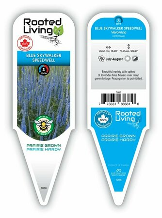 Veronica - 'Blue Sky Walker' Speedwell [Lvd-Blue] 1 gal