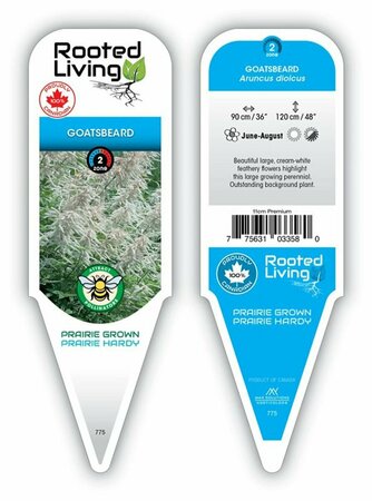 Aruncus dioicus - Giant Goatsbeard 11 cm Prem