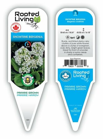 Bergenia - 'Snowtime' [Wht] 11 cm Prem