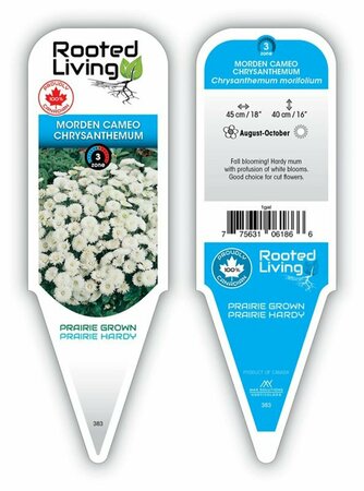 Chrysanthemum mor. - 'Morden Cameo' Hardy Mum [Wh] 11 cm Prem