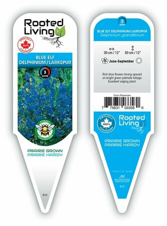 Delphinium grandiflorum - 'Blue Elf' Dwarf Larkspur 11 cm Prem