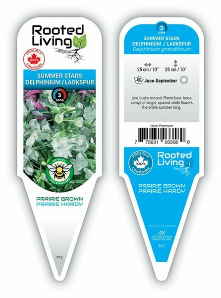 Delphinium grandiflorum - 'Summer Stars' Dwarf Larkspur 11 cm Prem