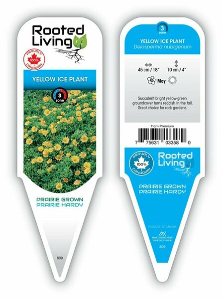 Delosperma - Yellow Ice Plant 11 cm Prem