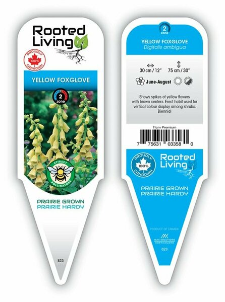 Digitalis ambigua - Yellow Foxglove 11 cm Prem