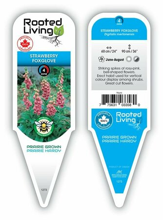 Digitalis mertonensis - Pink Foxglove 11 cm Prem