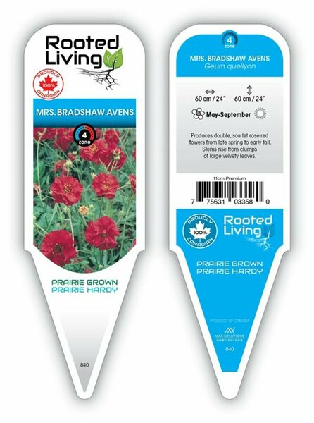 Geum chiloense - 'Mrs Bradshaw' Avens 11 cm Prem