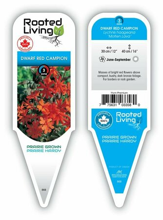 Lychnis - 'Molten Lava' Dwarf Red Campion 11 cm Prem - image 1