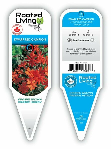 Lychnis - 'Molten Lava' Dwarf Red Campion 11 cm Prem - image 1
