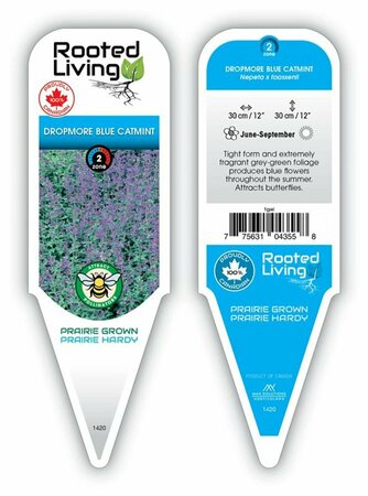 Nepeta - 'Dropmore'  Blue Catmint 11 cm Prem