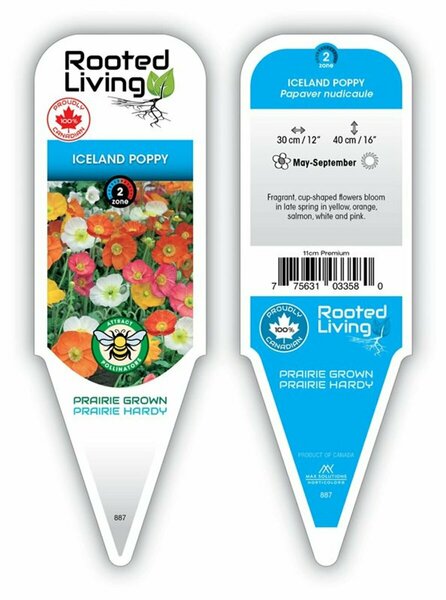 Papaver nudicale - Iceland Poppy [Mix] 11 cm Prem