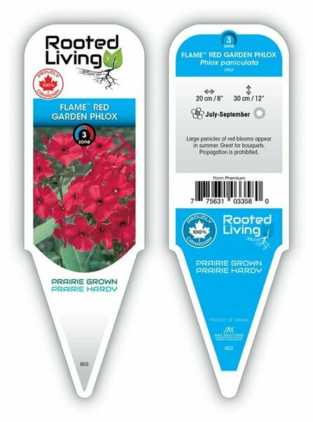 Phlox pan. - Flame™ Red Phlox 11 cm Prem