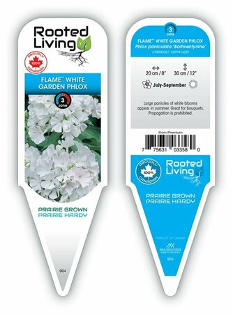 Phlox pan. - Flame™ White Garden Phlox 11 cm Prem