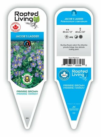 Polemonium caer. - Jacob's Ladder 11 cm Prem