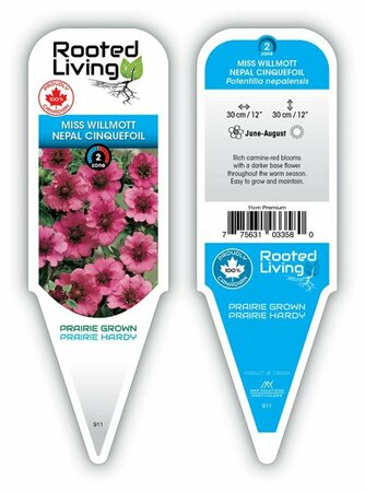 Potentilla nepal - 'Miss Willmott' Cinquefoil 11 cm Prem