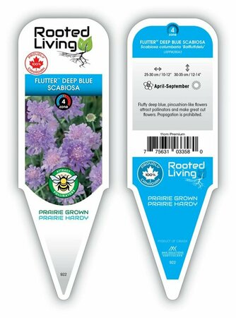 Scabiosa col. - 'Flutter™ Deep Blue' Rockfoil 11 cm Prem
