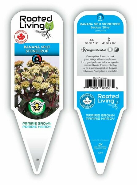 Sedum - 'Banana Split' Stonecrop  11 cm Prem