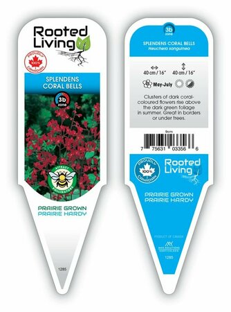 Heuchera sanguinea - 'Splendens' Coral Bells 9 cm (3.5")