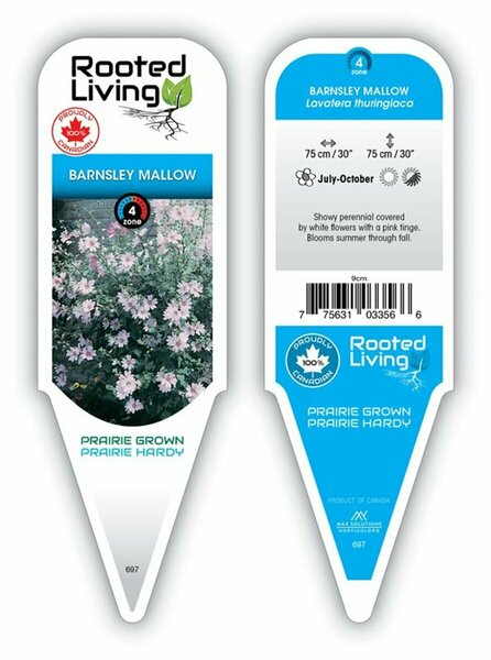 Lavatera - 'Barnsley' Mallow 9 cm (3.5")