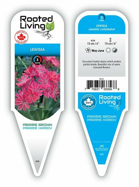 Lewisia cotyledon - Rainbow Lewisia / Cliff Maids 9 cm (3.5")