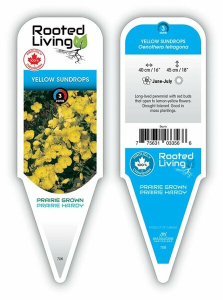 Oenothera tetragona - Yellow Sundrops 9 cm (3.5")