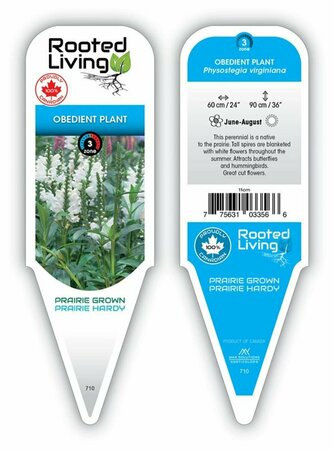 Physostegia virg. - 'Alba' Obedient Plant 9 cm (3.5")