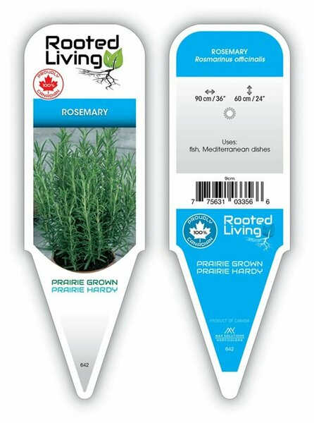 Rosmarinus officinalis - Rosemary 9 cm (3.5")