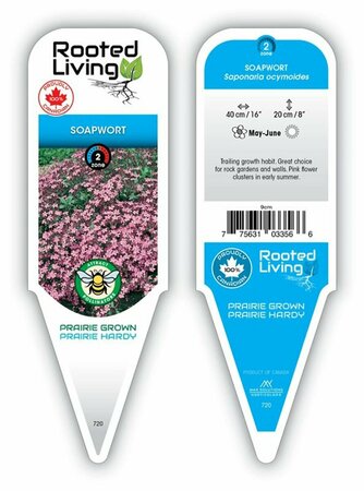 Saponaria ocymoides - Soapwort 9 cm (3.5")