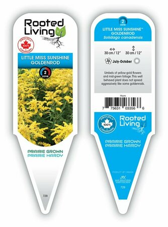 Solidago - 'Little Miss Sunshine'™ Goldenrod 9 cm (3.5")