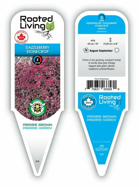 Sedum SunSparkler® - 'Dazzleberry' Stonecrop  11 cm Prem