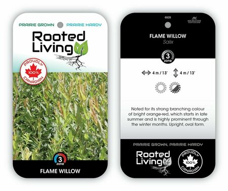 Salix - 'Flame' Willow RP38deep