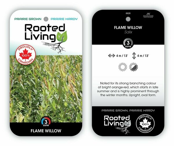 Salix - 'Flame' Willow RP38deep
