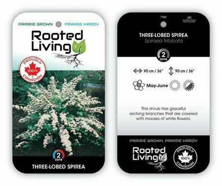 Spiraea tril. - 'Threelobed' RP38deep