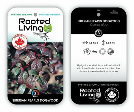 Cornus alba - 'Siberian Pearls' Dogwood 11 cm Prem