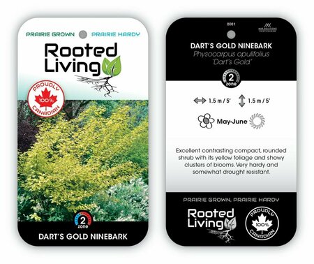 Physocarpus - 'Dart's Gold' Ninebark 11 cm Prem