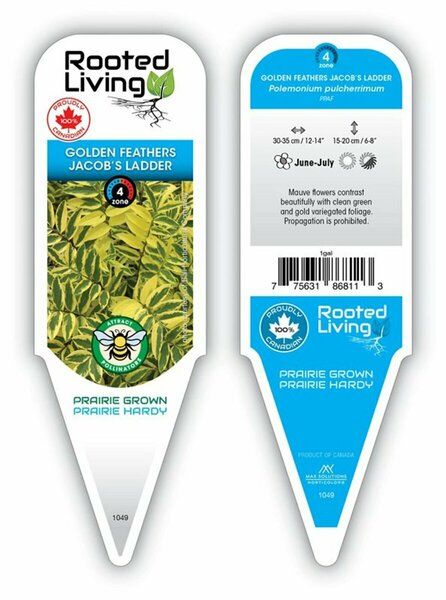 Polemonium pulc. - 'Golden Feathers' Jacob's Ladder 11 cm Prem