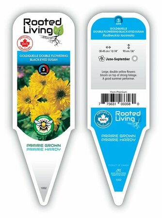 Rudbeckia laciniata - 'Goldquelle' Double Flower Black-Eyed Susan 11 cm Prem