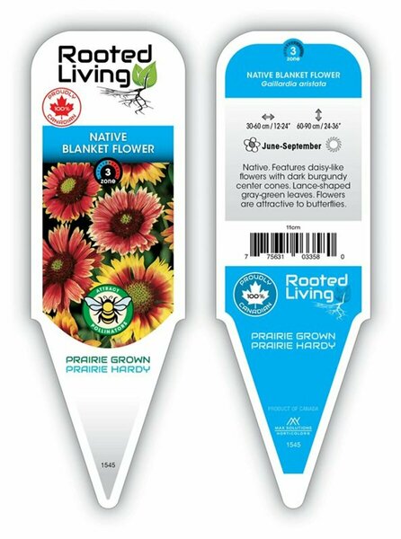 Gaillardia aristata - Native Blanket Flower 11 cm Prem