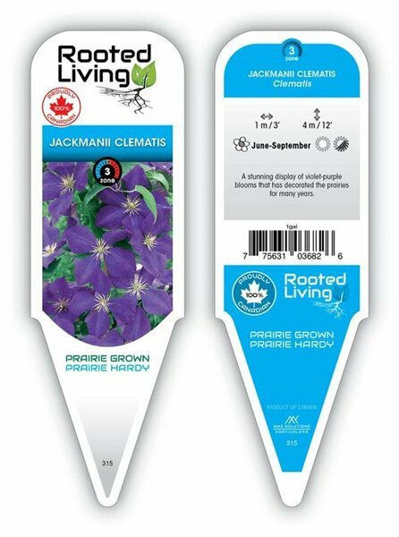 Clematis - 'Jackmanii' [Vi] 1 gal