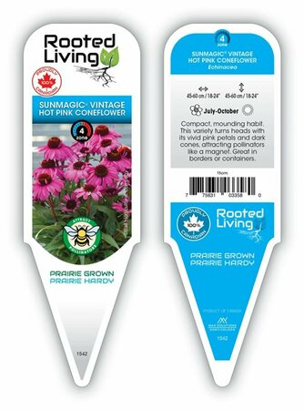 Echinacea Sunmagic - 'Vintage Hot Pink' 11 cm Prem