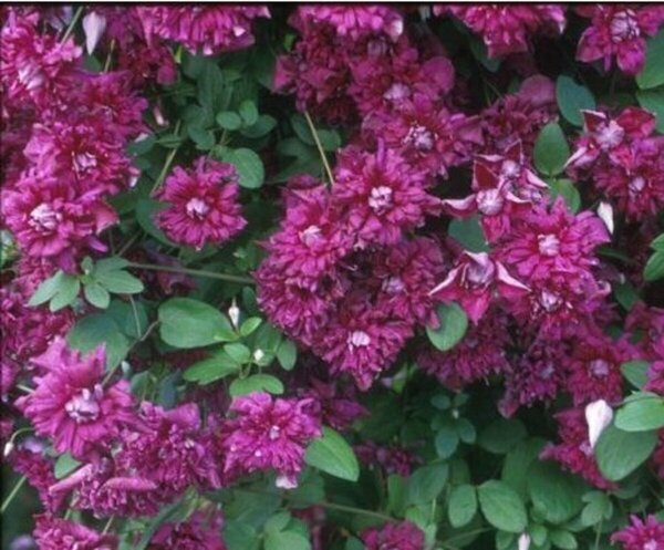 Clematis 'Purpurea Plena Elegans' 1 gal
