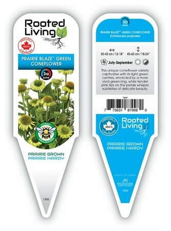 Echinacea - Prairie Blaze® Green Coneflower 11 cm Prem