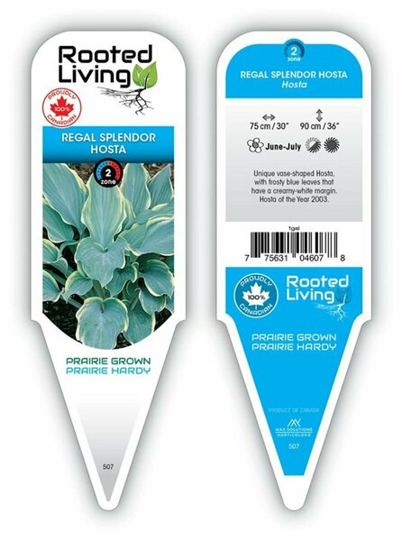 Hosta - 'Regal Splendor' [Bl/Wh] 11 cm Prem